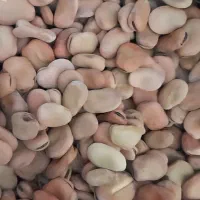 بذر باقلا خارجی