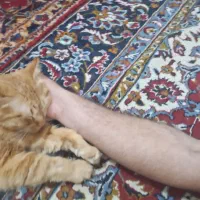 گربه میکس پرشین مینکون