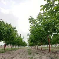 باغ-گردو-به-متراژ-6-هزار-متر