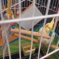 یک جفت طوطی عروس|پرنده|نور, |دیوار