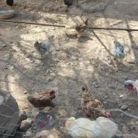 مرغ|حیوانات مزرعه|گتوند, |دیوار