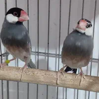 یک جفت فنج نرگسی فوق مولد معاوضه و فروش|پرنده|خرم‌آباد, |دیوار