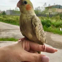 عروس هلندی دستی و باهوش|پرنده|رشت, پل تالشان|دیوار