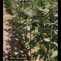 پسته پیوندی / صنوبر/ موندراپ/ فرانسیس|خدمات باغبانی و درختکاری|بیلوار, |دیوار