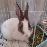 خرگوش بازیگوش