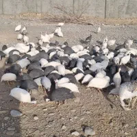 مرغ شاخدار|حیوانات مزرعه|کاشمر, |دیوار