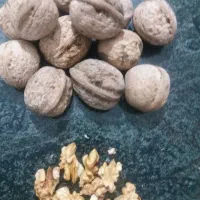 گردو