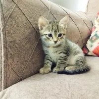 واگذاری بچه گربه