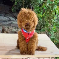 واگذاری سگ پودل