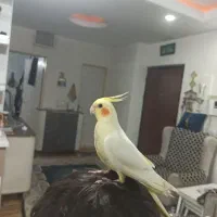 یک عروس هلندی ماده