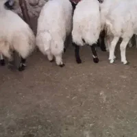 بره و قوچ چاق|حیوانات مزرعه|بندرعباس, |دیوار