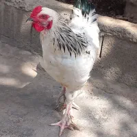 نیمچه خروس برهما