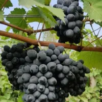 فروش/نهال انگور/سیاه ارمنی/انگور شرابی