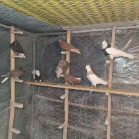 کبوتر رنگی . دمسفید  و  طوقی|پرنده|شاهین‌شهر, شهرک میلاد|دیوار