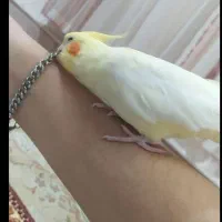 یه جفت طوطی عروس مولد معاوضه با فنچ|پرنده|فردیس, منظریه|دیوار