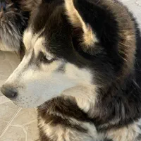 سگ هاسکی
