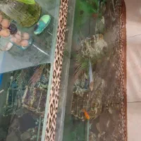 آکواربوم ده میل 120×40