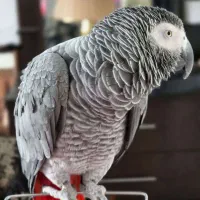 گم شده|حیوانات|سنگر, |دیوار