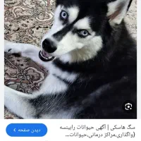 هاسگی خارجی|سگ|تهران, سعیدآباد|دیوار