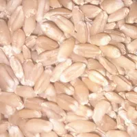 فروش گندم بذری وخوردنی درجه(۱)|خوردنی و آشامیدنی|شوشتر, |دیوار