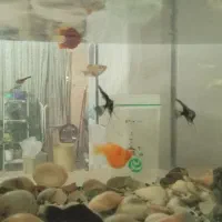 دوعدد آکواریم باقیمتی مناسب|ماهی|دماوند, گیلاوند|دیوار