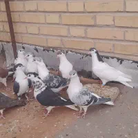 ساده جوانه پرشی|پرنده|بجنورد, |دیوار