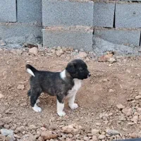 واگذاری توله قدرجونی و افغان