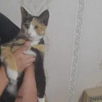 بچه گربه رایگان