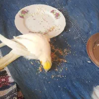 جوجه عروس هلندی