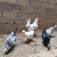 فروش مرغ و خروس و جوجه گلین پنگوئنی خال سوزنی طوسی|حیوانات مزرعه|ساری, |دیوار