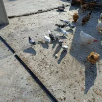 فروش کبوتر|پرنده|ساری, |دیوار