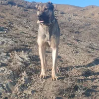 سرابی ۲ ساله|سگ|دره رود, |دیوار