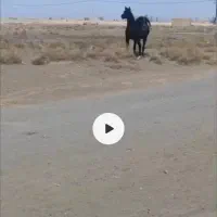 اسب نژاد دره شور شریف  یه کره هم داره