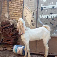 بز نز گلابی هشت ماه