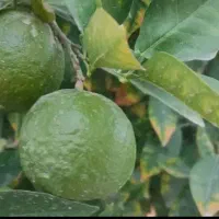 نارنج|گل و گیاه طبیعی|بندر گناوه, |دیوار