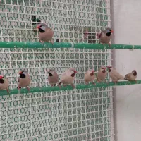 فنچ کرواتی شکلاتی