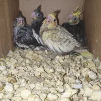 جوجه عروس حلندی