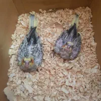 باسلام تعدادی جوجه عروس سرلاکی|پرنده|تربتحیدریه, داروپخش|دیوار