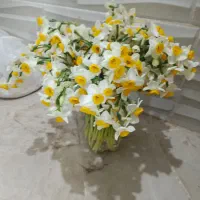 گل نرگس تازه حراج شد۵