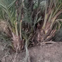 پاجوش سعمران|خدمات باغبانی و درختکاری|اهواز, کارون|دیوار