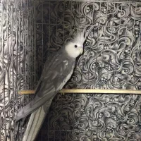 عروس هلندی وایت فیس