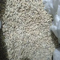 گندم دیم بذری|خوردنی و آشامیدنی|داران, |دیوار