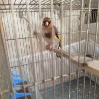 سهره|پرنده|محمدشهر, شهرک پیام (مهرالبرز)|دیوار