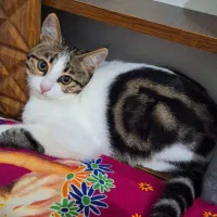 گربه‌ی گمشده|حیوانات|تبریز, |دیوار