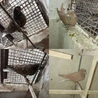 دو جفت دم سفید و یک عدد سار