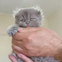 اسکاتیش بلو فولد