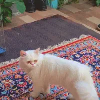 گربه پرشین ماده|گربه|تهران, امیریه|دیوار