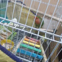 طوطی کوتوله|پرنده|بندرعباس, |دیوار