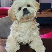 جفت‌گیری برای سگ‌ام