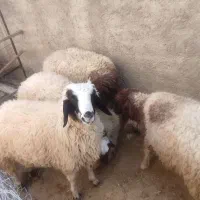 بر پروار|حیوانات مزرعه|چرداول, |دیوار